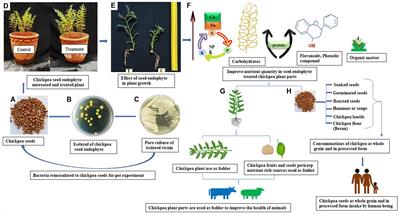 Chickpea seed endophyte Enterobacter sp. mediated yield and nutritional enrichment of chickpea for improving human and livestock health